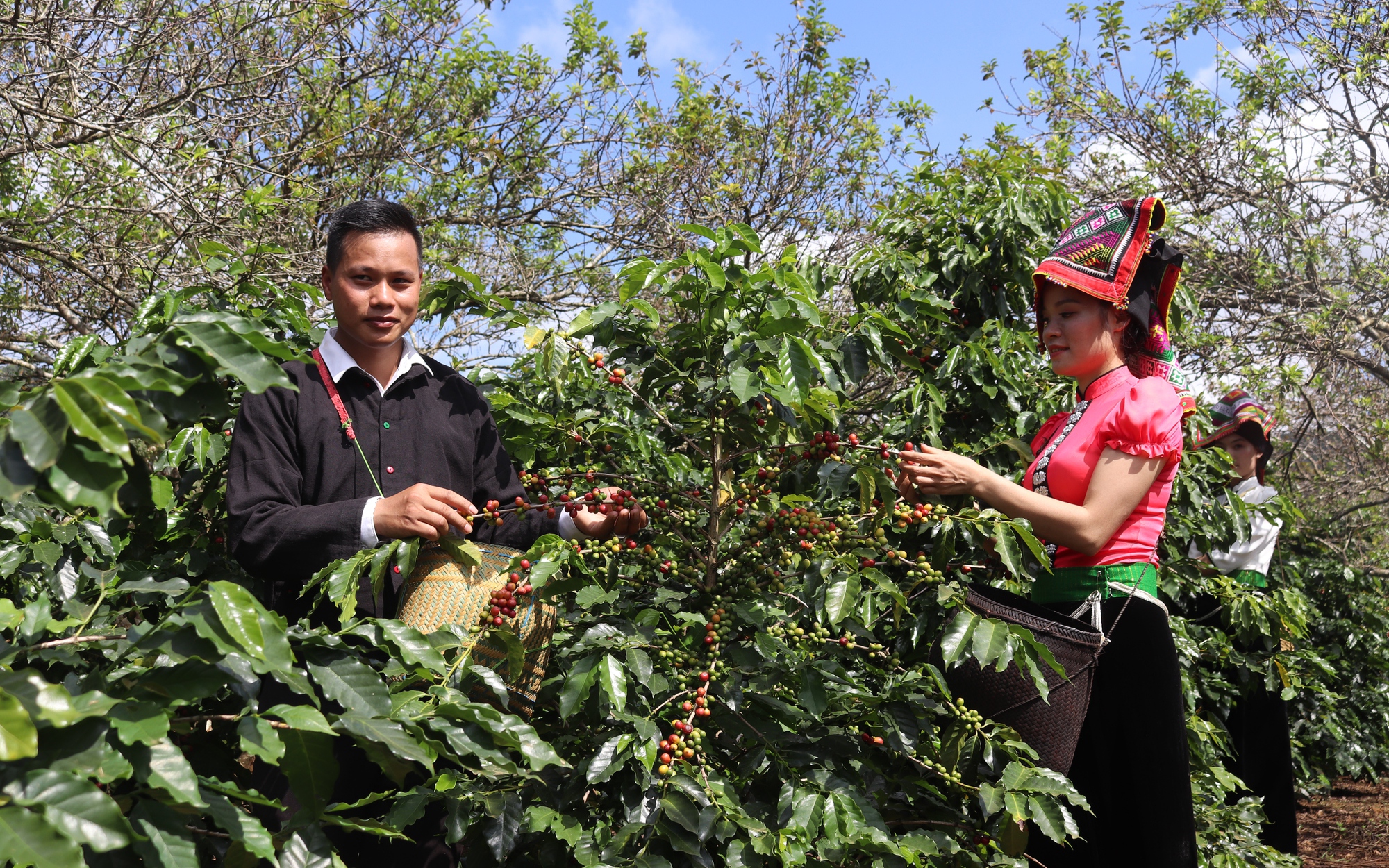 Nâng tầm thương hiệu cây cà phê, Sơn La hướng đến thị trường đặc hữu