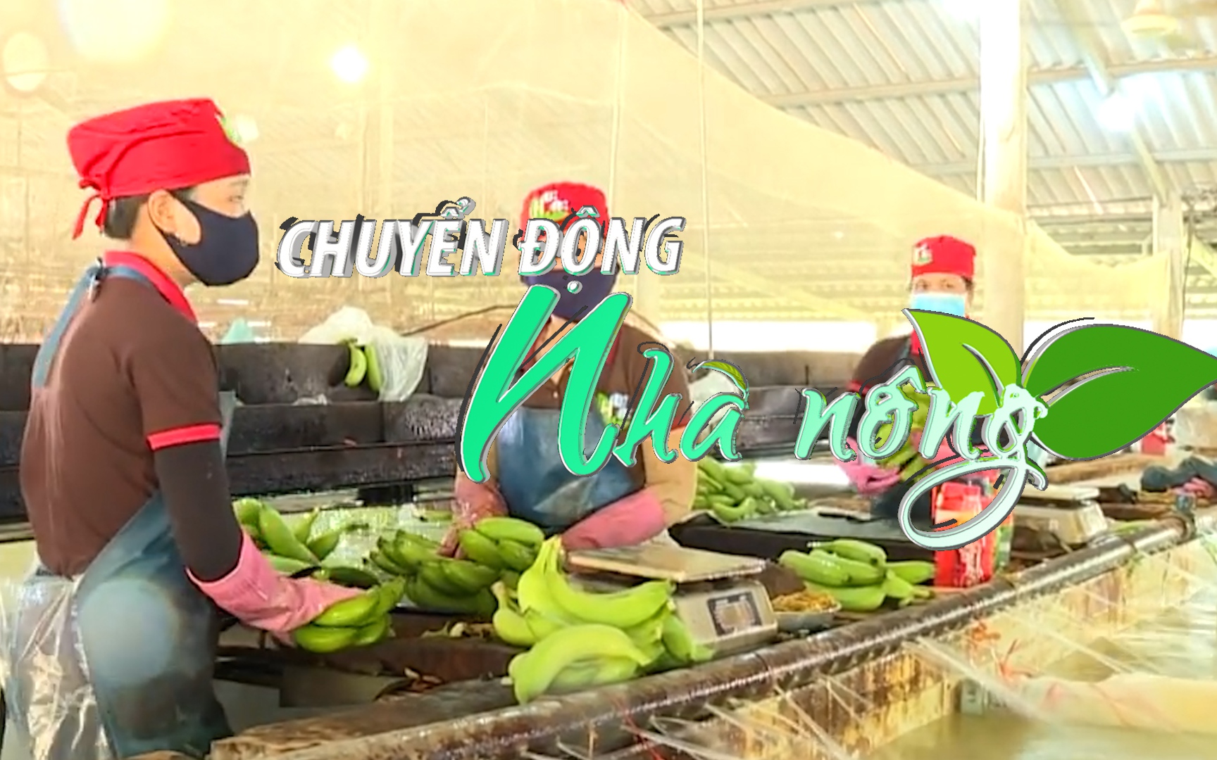 Chuyển động Nhà nông 1/11: Ký Nghị định thư về xuất khẩu quả chuối tươi từ Việt Nam sang Trung Quốc