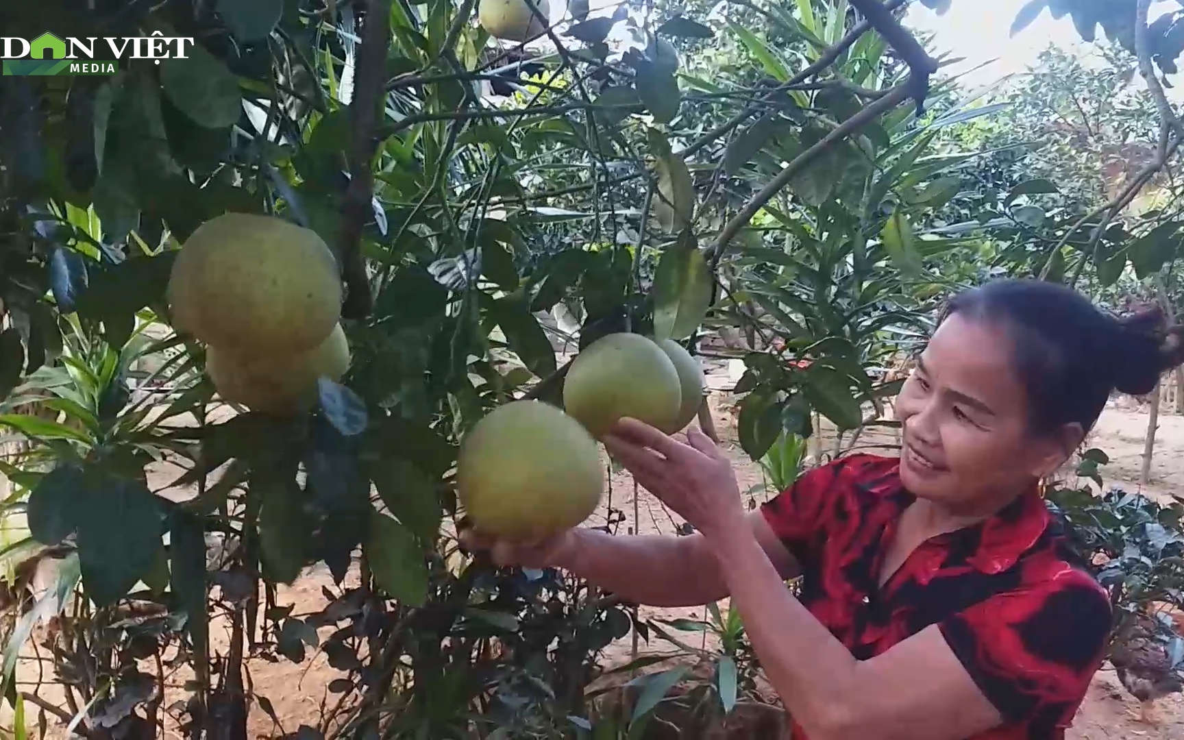 Bón phân NPK Lâm Thao, bưởi xanh tốt, cho quả ngọt, dễ bán nông dân tăng thu nhập