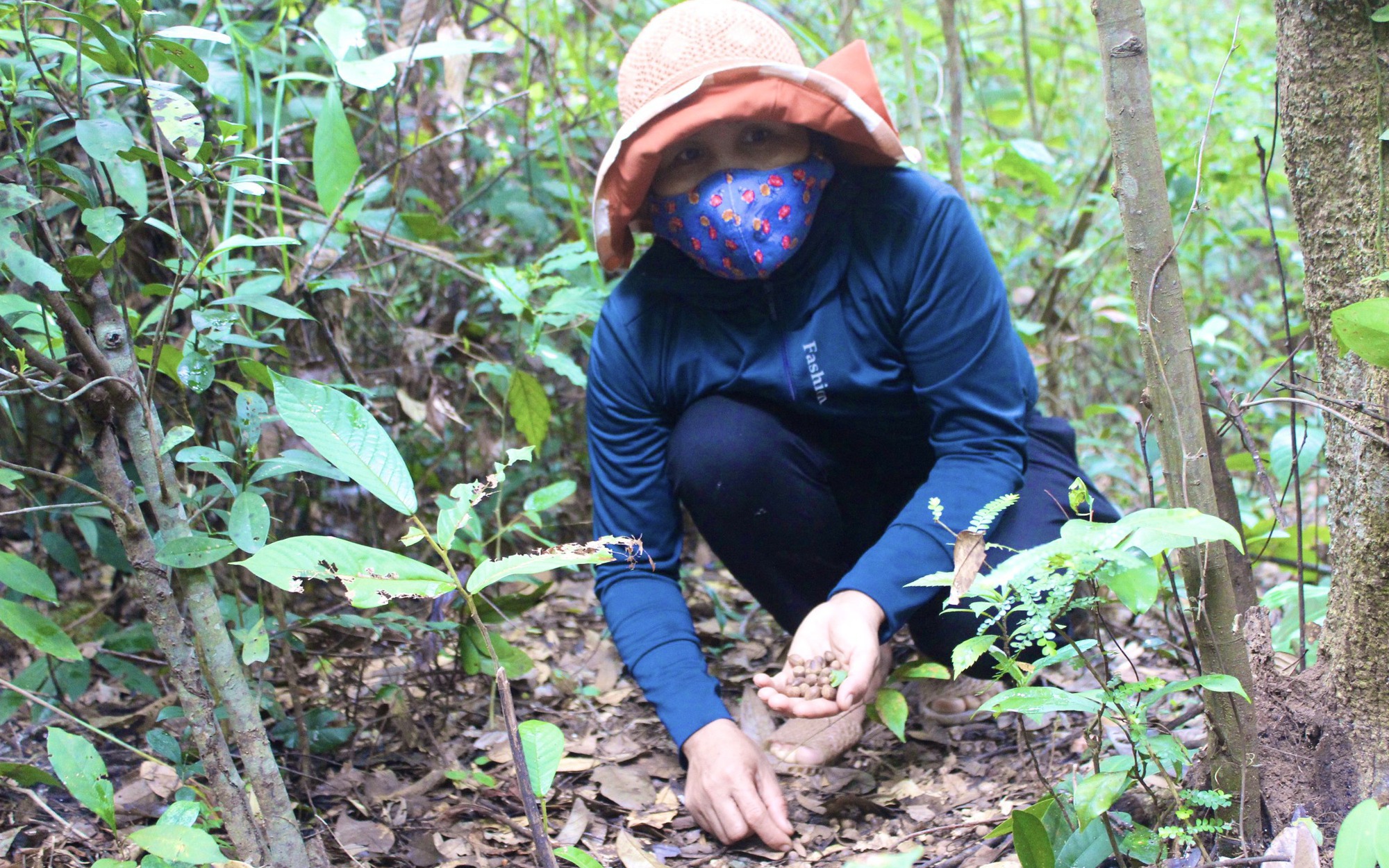 Nông dân Quảng Trạch vào rừng nhặt hạt dẻ có ngay 500.000 đồng/ngày 