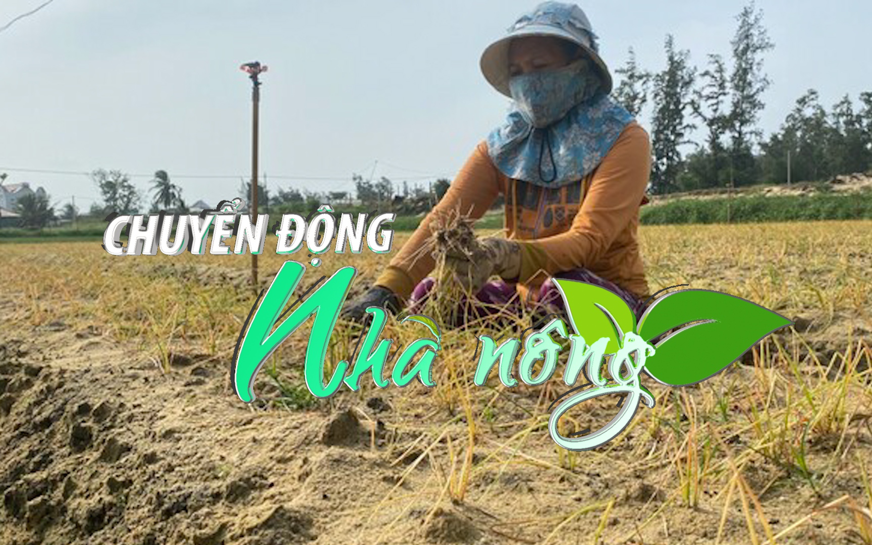 Chuyển động Nhà nông 3/11: Hàng chục ha hành, kiệu ở Bình Định chết rụi bất thường
