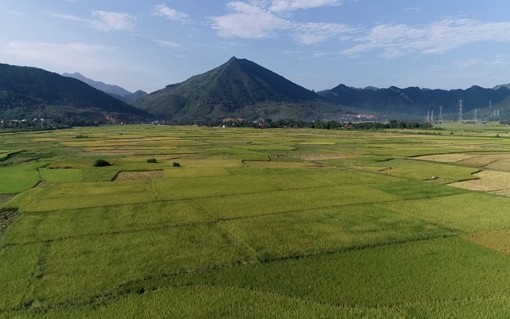 Sơn La: Sản xuất hữu cơ nâng tầm thương hiệu gạo Phù Yên