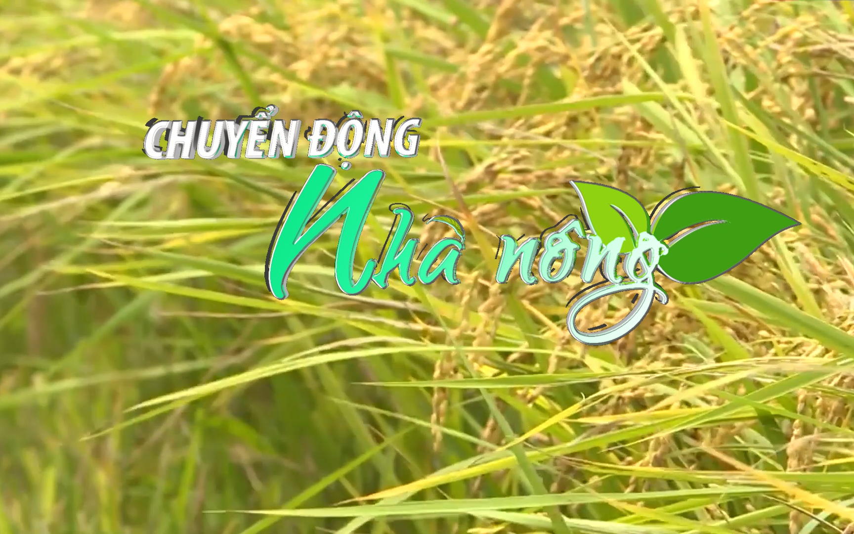 Chuyển động Nhà nông 11/12: Giá gạo Việt Nam tăng tuần thứ ba liên tiếp, lên gần mức cao của 16 tháng