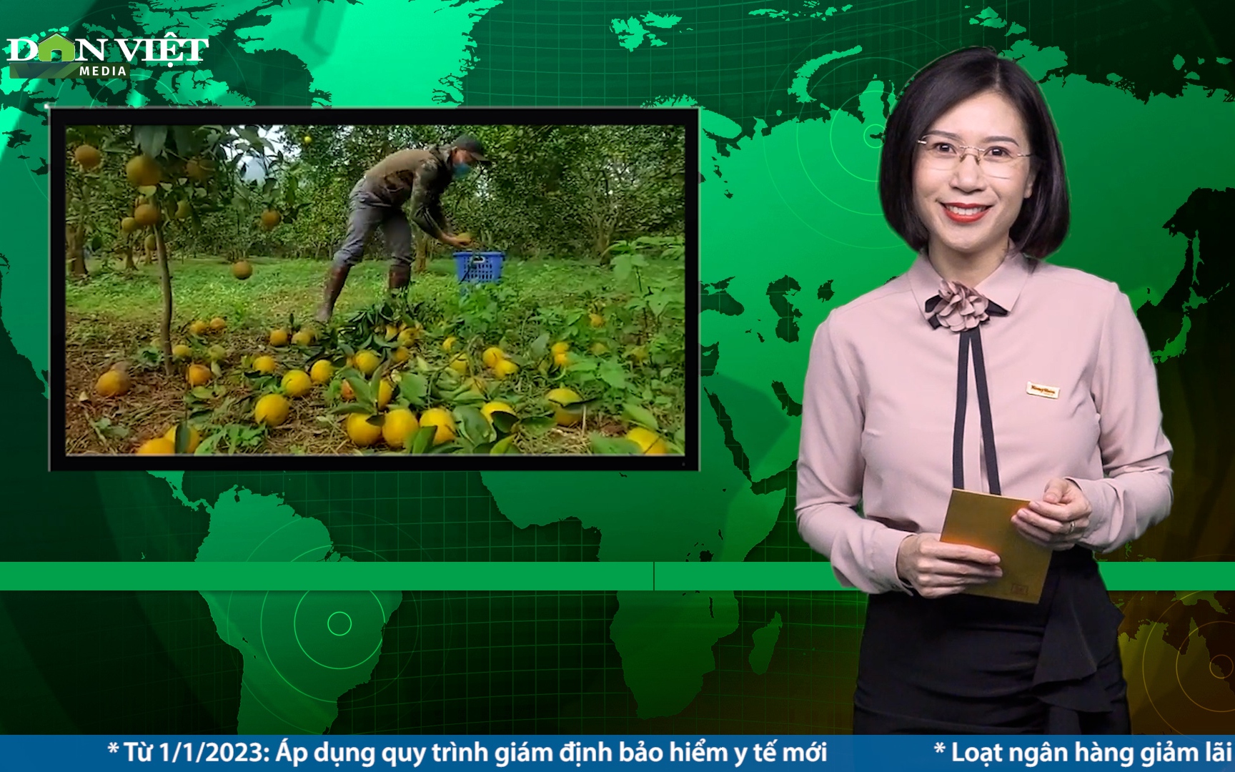 Bản tin Dân Việt Nóng ngày 21/12: Cam Vinh chính vụ tăng giá, người trồng phấn khởi đón Tết
