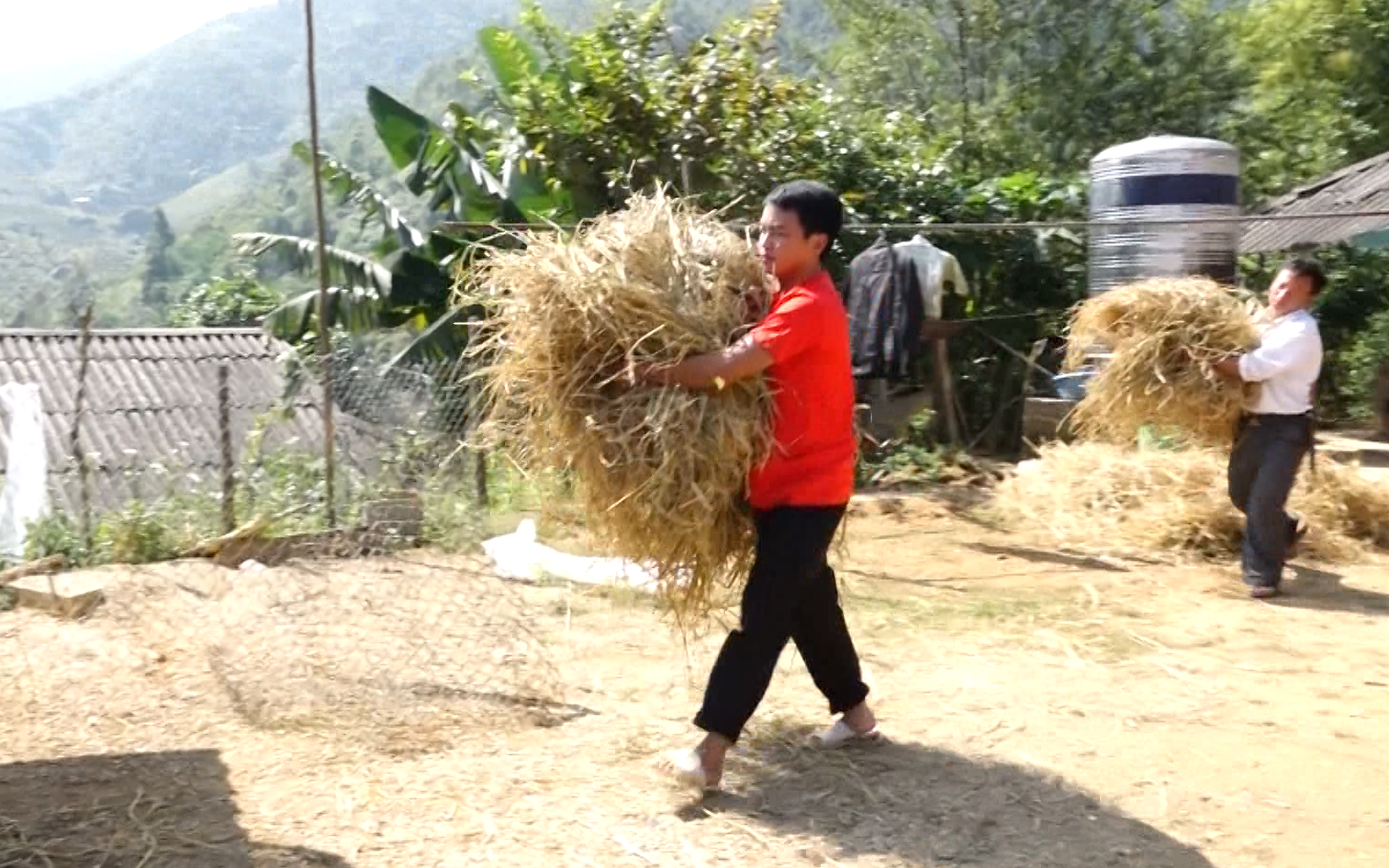 Nông dân vùng cao Lai Châu bảo vệ đàn gia súc trong mùa đông bằng nhiều biện pháp 