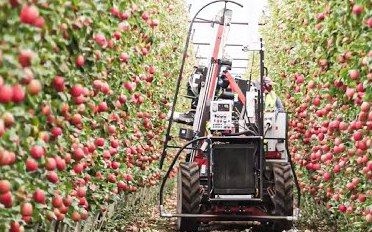 Quy trình trồng, thu hoạch và xử lý hàng triệu quả táo