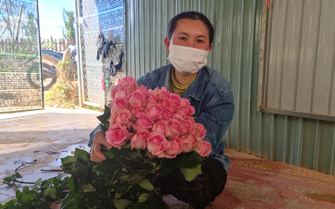 Lâm Đồng: Sát ngày lễ tình nhân 14/2, giá hoa hồng tăng cao khiến người dân phấn khởi