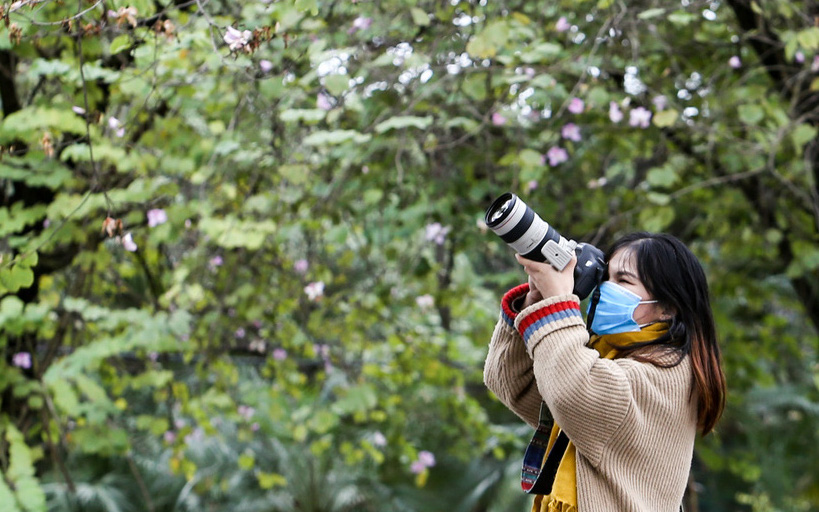 Giới trẻ check-in, chụp ảnh cùng loài hoa Tây Bắc đang nở rộ ở Hà Nội