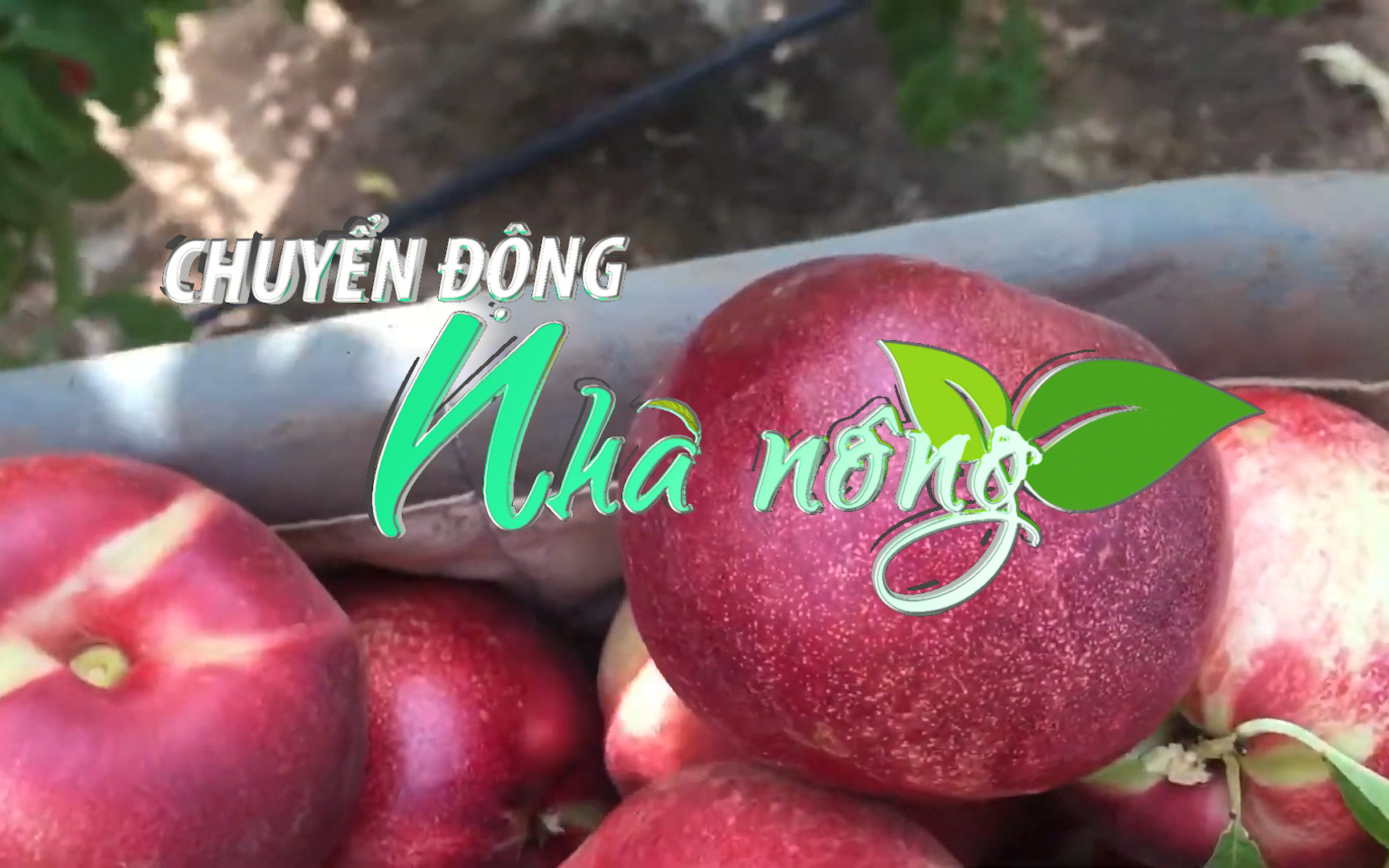Chuyển động Nhà nông 18/2: Úc muốn đưa quả đào vào thị trường Việt Nam trong tháng 3 tới