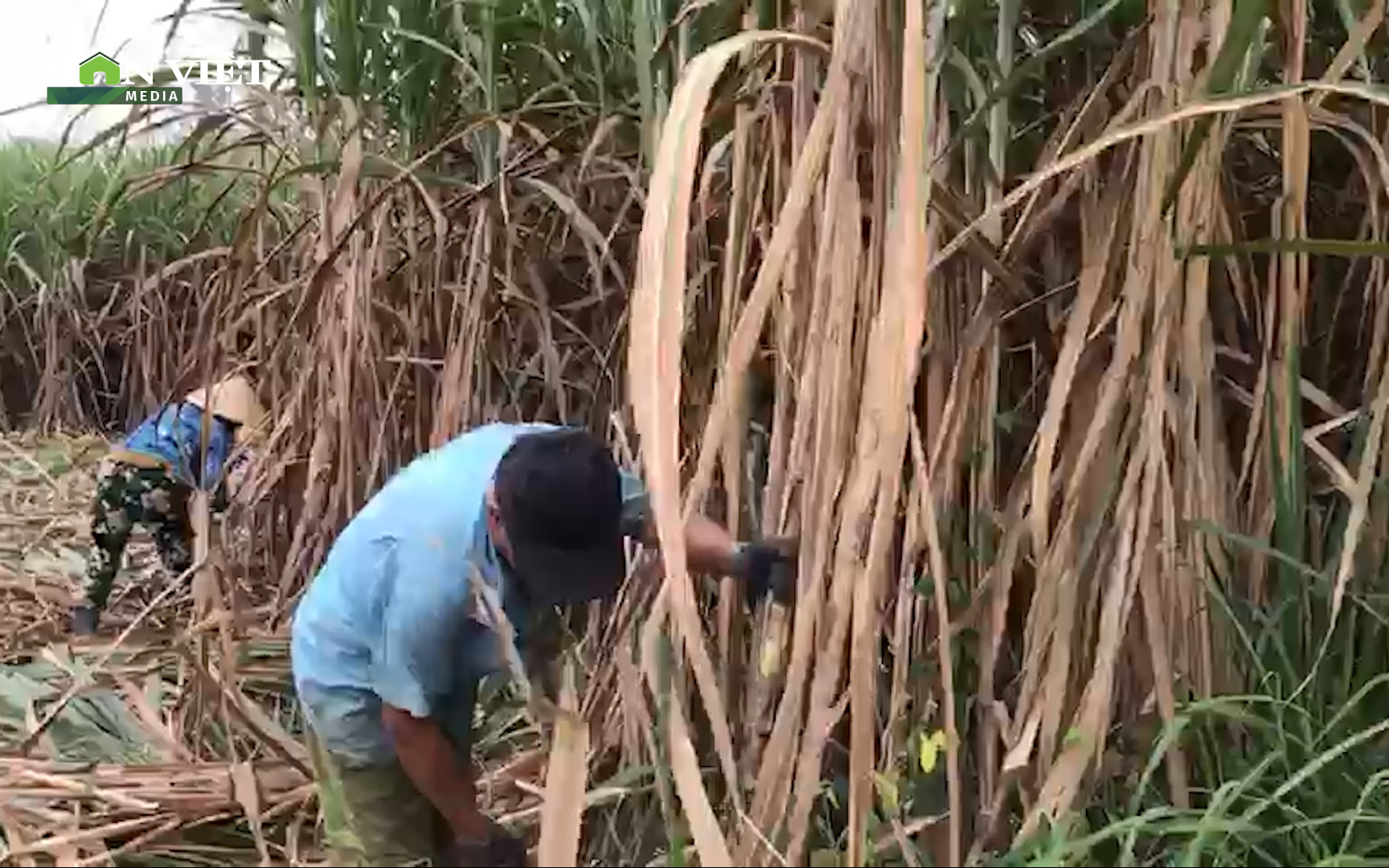 Mía đạt giá kỷ lục, nông dân Khánh Hòa thu hoạch mùa bội thu