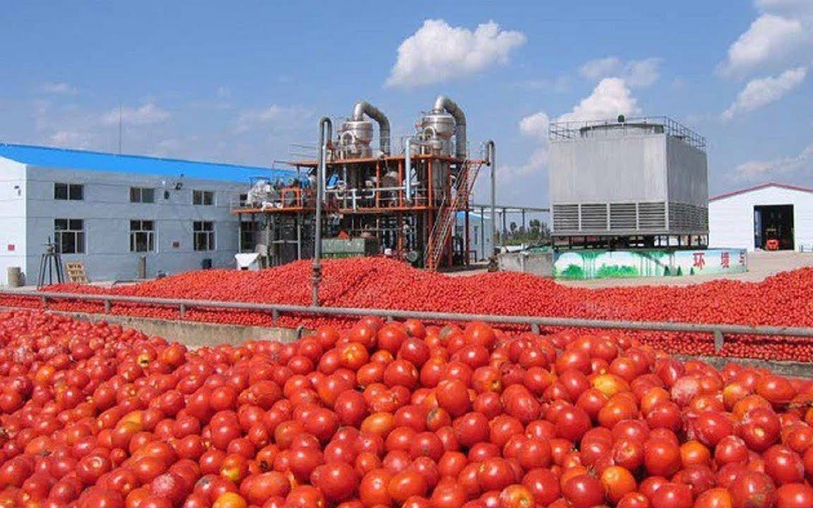 Thu hoạch cà chua và chế biến tương cà trong nhà máy