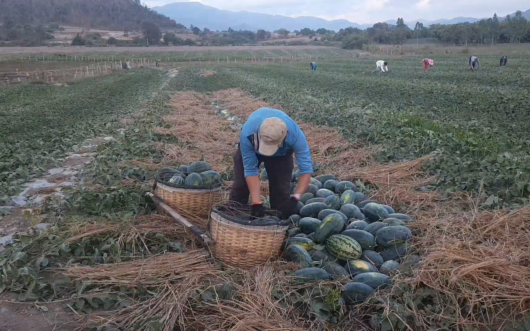 Gia Lai: Nông dân lỗ nặng vì dưa hấu rớt giá thê thảm