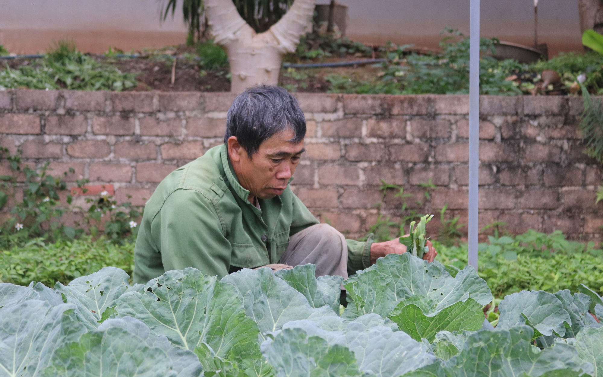 Tập trung trồng rau, củ, quả theo tiêu chuẩn VietGAP, nông dân Sơn La thu lời gấp nhiều lần so với trồng ngô, lúa