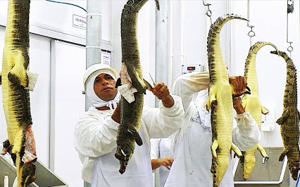 Công nghệ nuôi và chế biến thịt cá sấu trong trang trại ở Brazil
