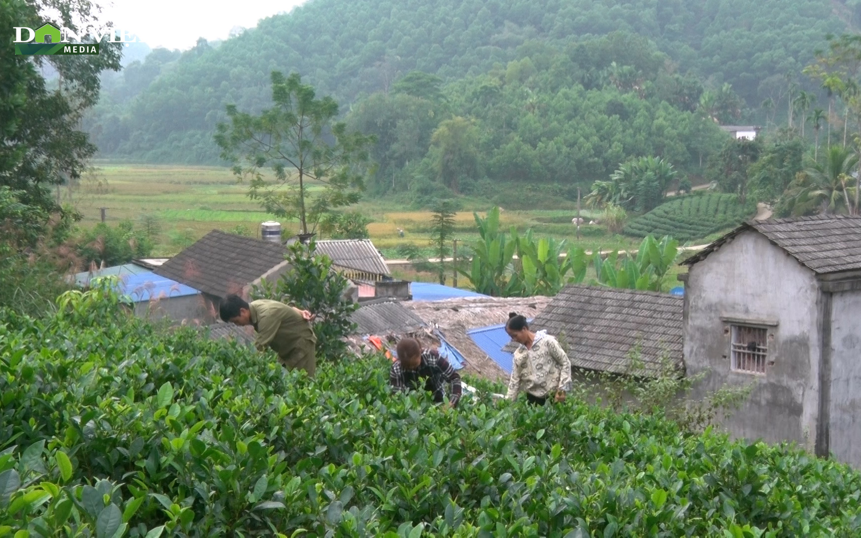Thái Nguyên: Mảnh đất Phúc Lương thoát nghèo bền vững nhờ nông lâm kết hợp