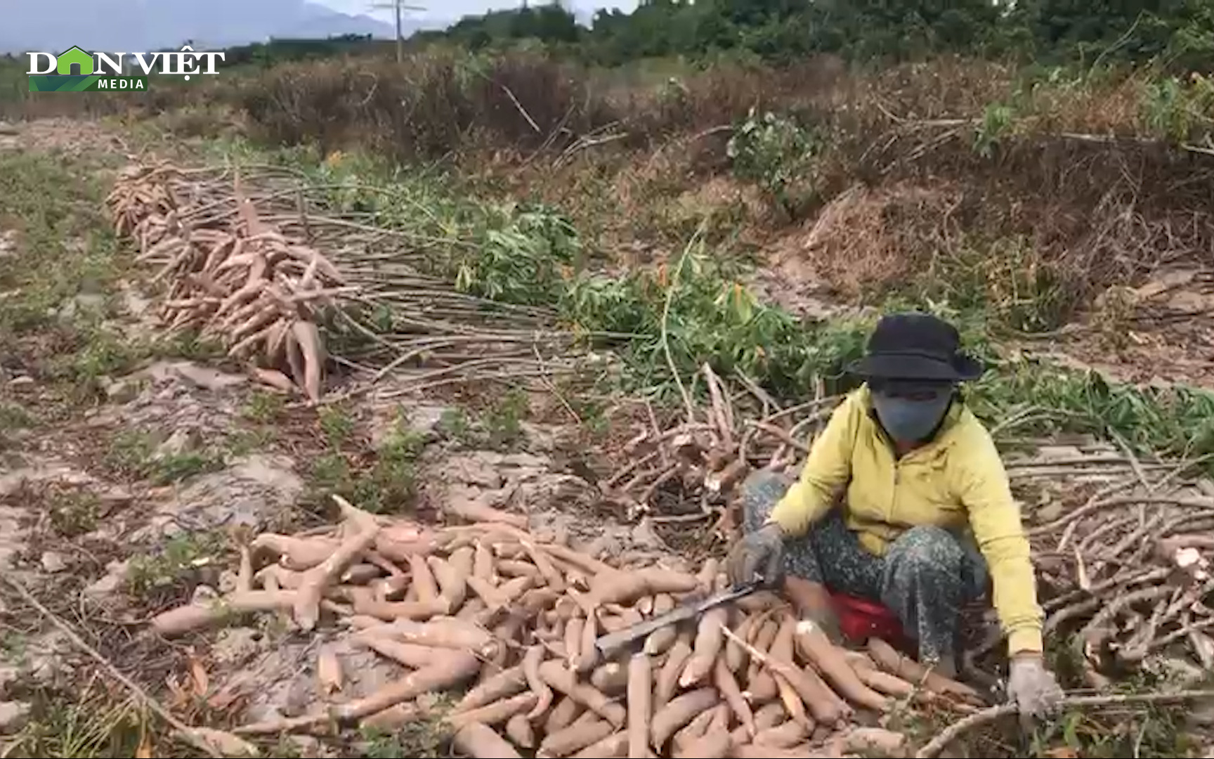 Giá sắn lao dốc thảm hại, nông dân Khánh Hòa lao đao