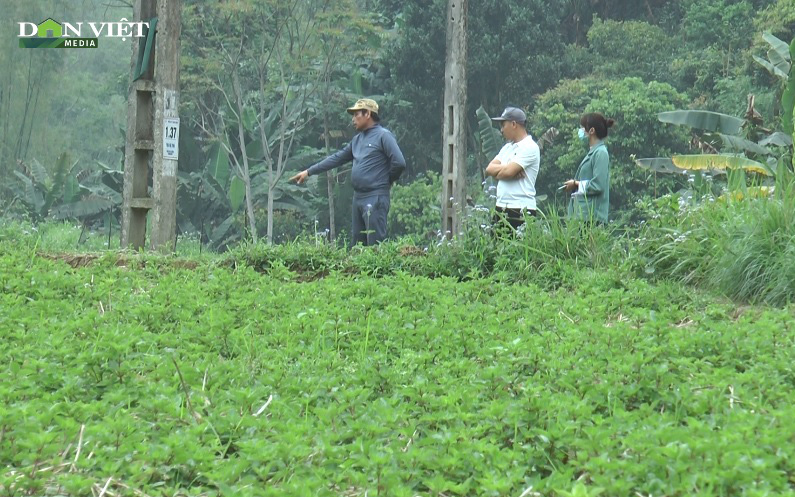 Lạng Sơn: Tiềm năng từ loại cây trồng giúp xóa đói giảm nghèo cho người dân tộc