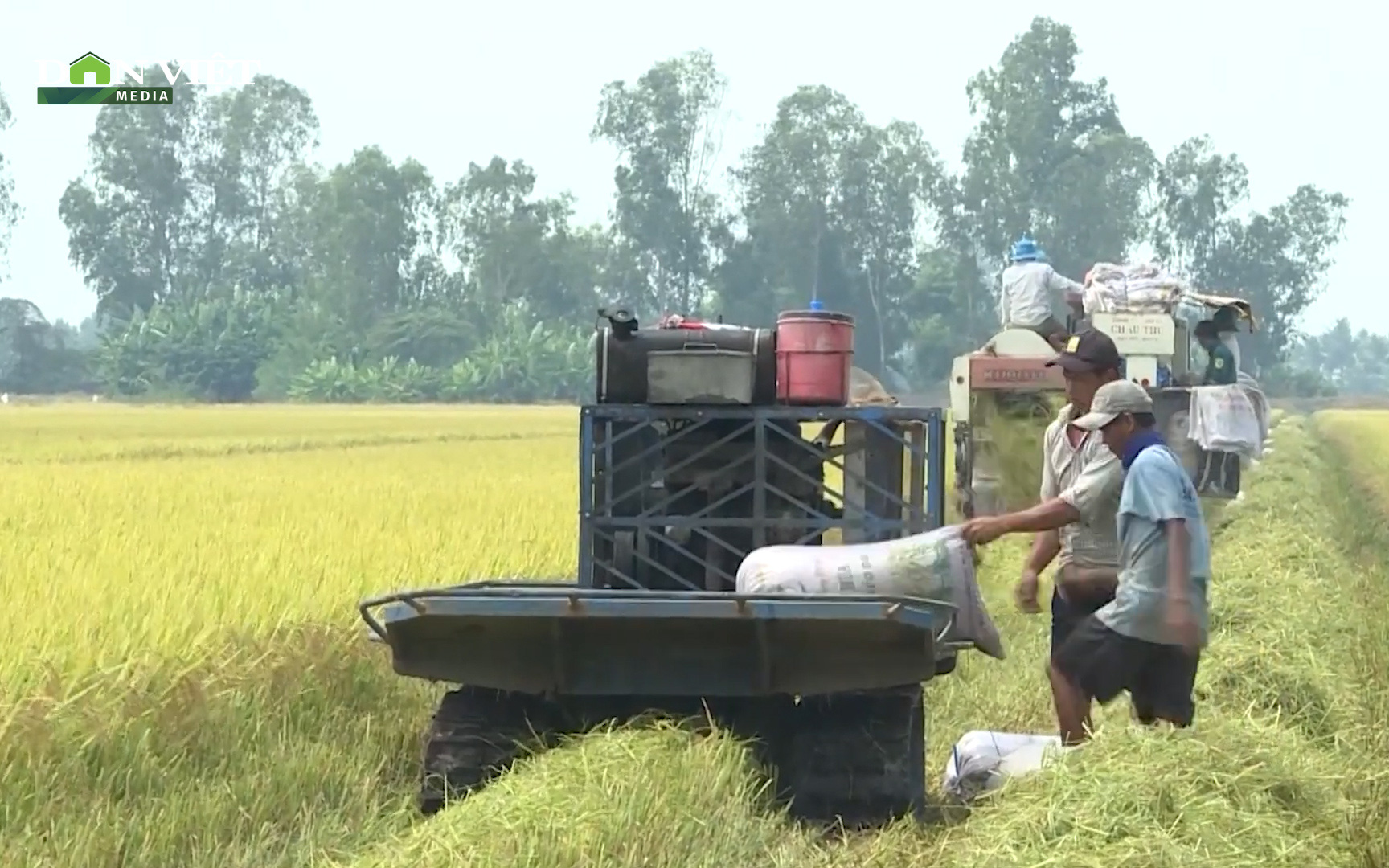 Giá lúa vụ Đông Xuân giảm sâu, nông dân ĐBSCL lo lắng