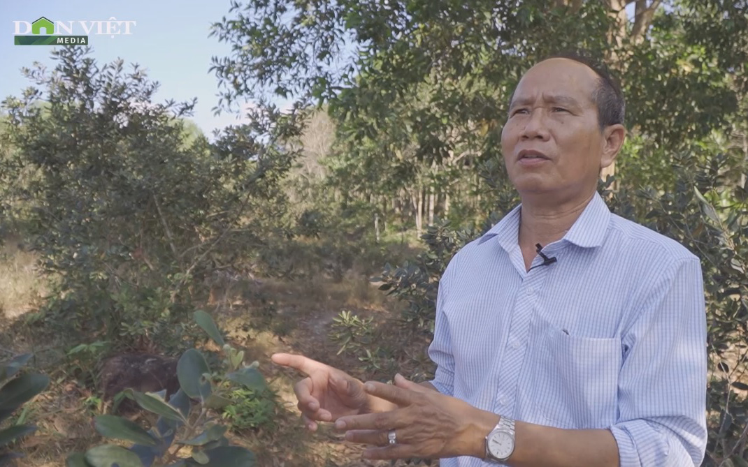 Lão nông Phú Quốc biến sim rừng thành đặc sản đất đảo