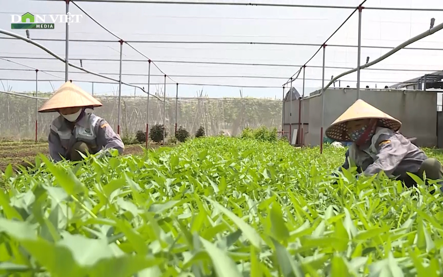 Thăm mô hình trồng rau an toàn lớn nhất Hà Nội
