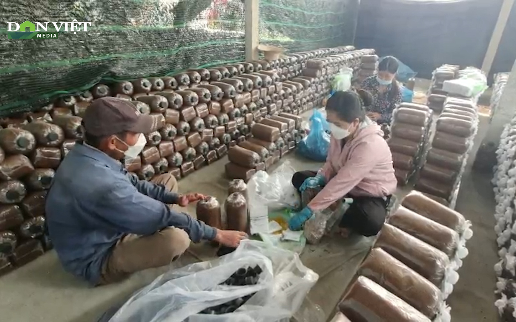 Chuyển đổi trồng lúa sang trồng nấm bào ngư, nông dân Đà Nẵng thu hàng trăm triệu mỗi năm