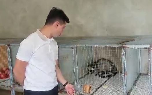 Hà Tĩnh: Chàng trai tiên phong nuôi chồn bán hoang dã tại Lộc Hà
