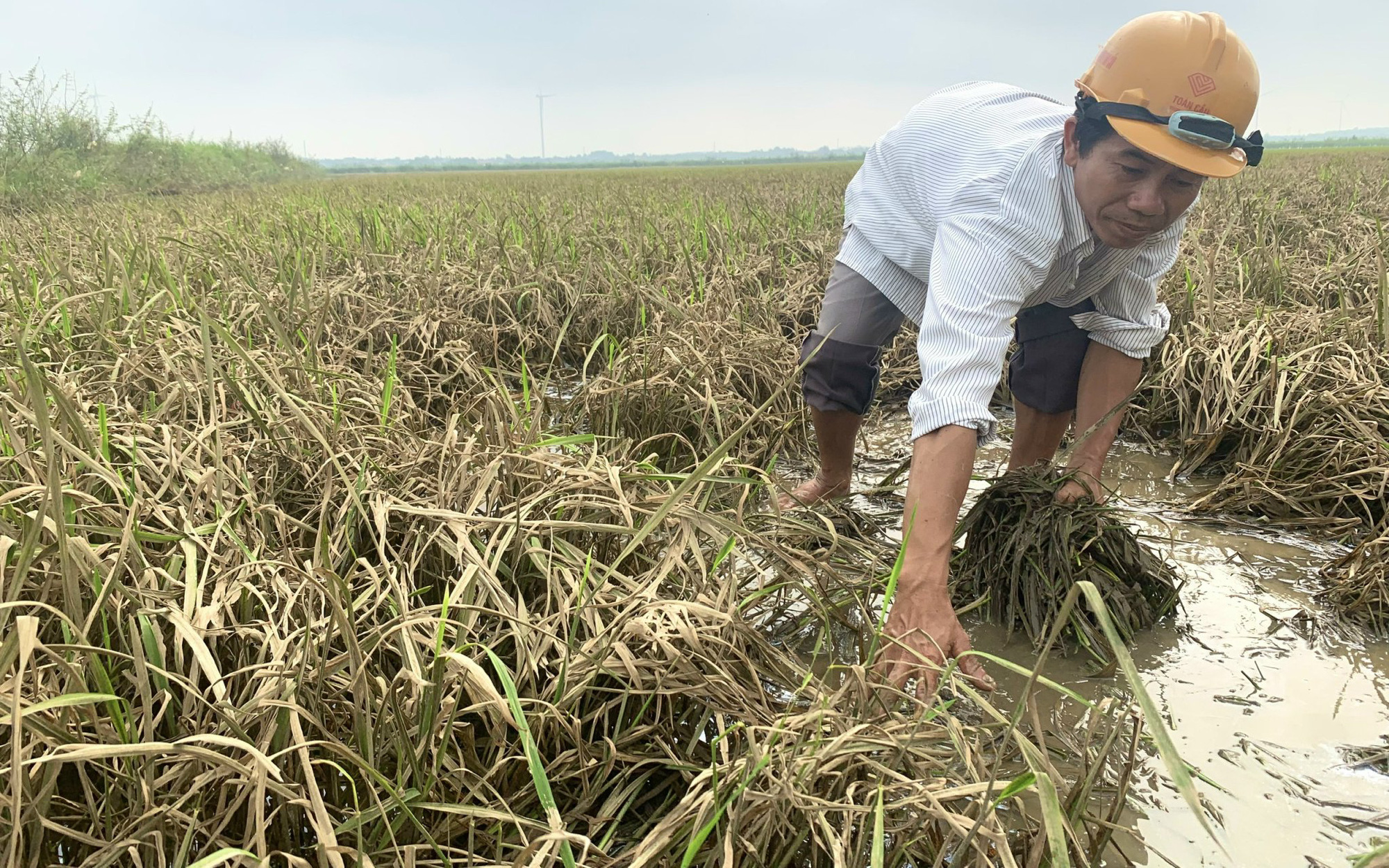 Quảng Bình: Nông dân Lệ Thủy bất lực nhìn hàng trăm ha lúa chết rũ, không còn vốn để gieo cấy lại