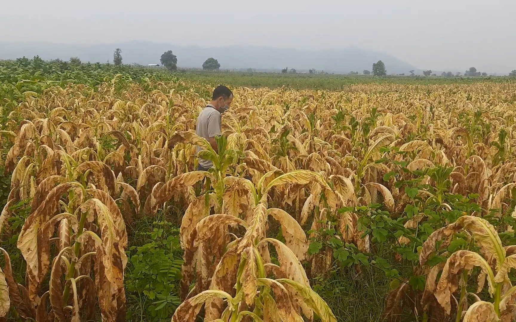 Cây thuốc lá thiệt hại nặng do mưa lớn, nông dân Gia Lai “khóc ròng”
