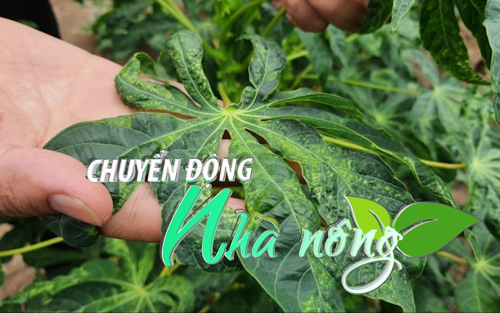Chuyển động Nhà nông 22/4: Hàng loạt diện tích trồng sắn ở Nghệ An bị nhiễm bệnh khảm lá