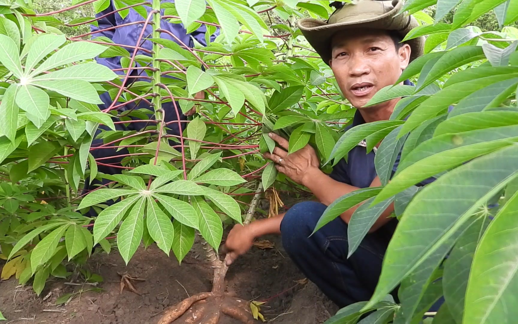 Nông dân Tây Ninh chỉ cách canh tác thông minh trên giống khoai mì kháng khảm