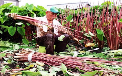 Video: Quy trình trồng và chế biến ngó khoai môn Nhật Bản