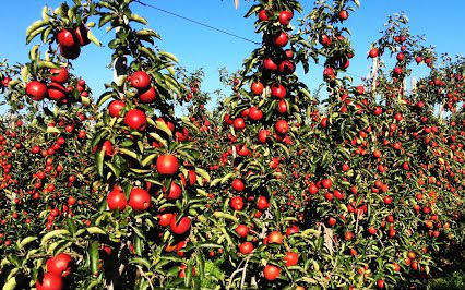 Quy trình thu hoạch và chế biến nước ép táo ở Hà Lan