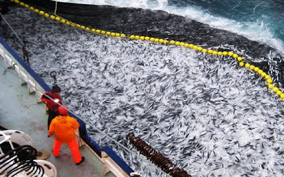 Video: Nhà máy chế biến cá cơm đóng hộp