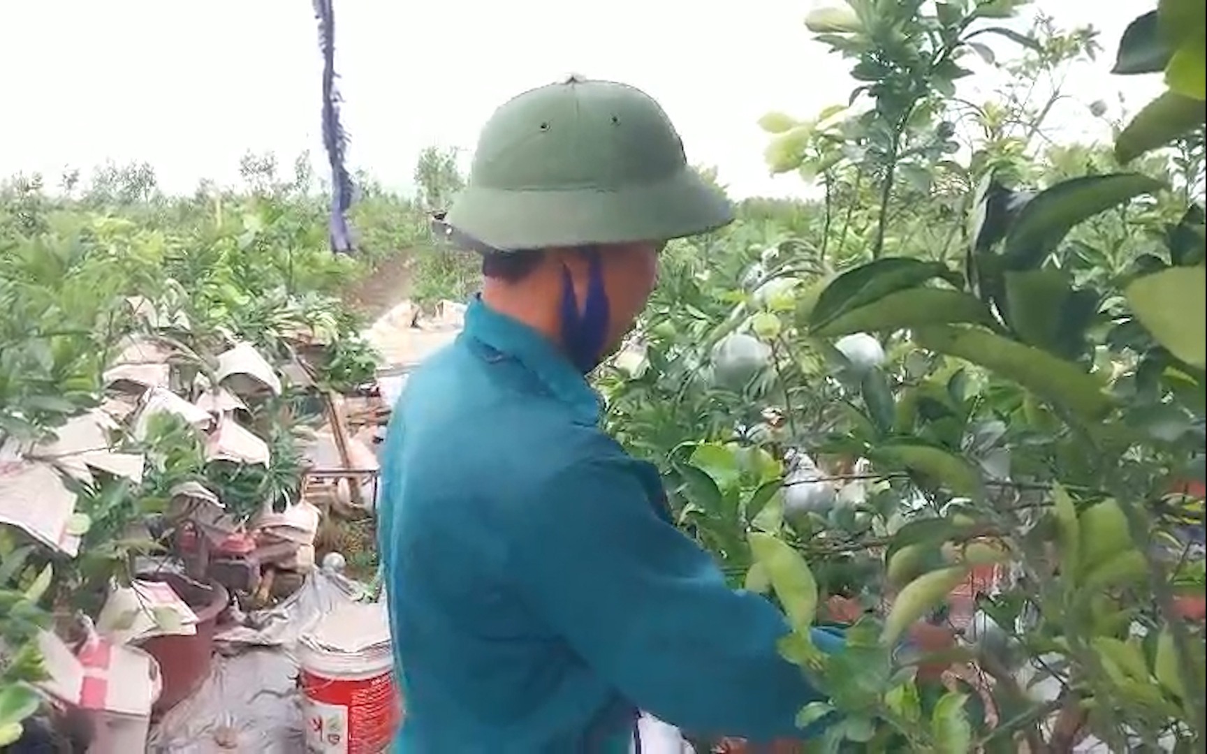 Mục sở thị công nghệ ghép quả vào cây bưởi cảnh ở Văn Giang, Hưng Yên