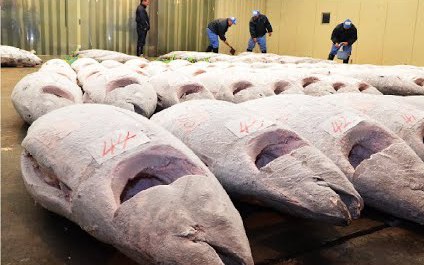 Dây chuyền chế biến cá ngừ đông lạnh tại nhà máy ở Nhật Bản