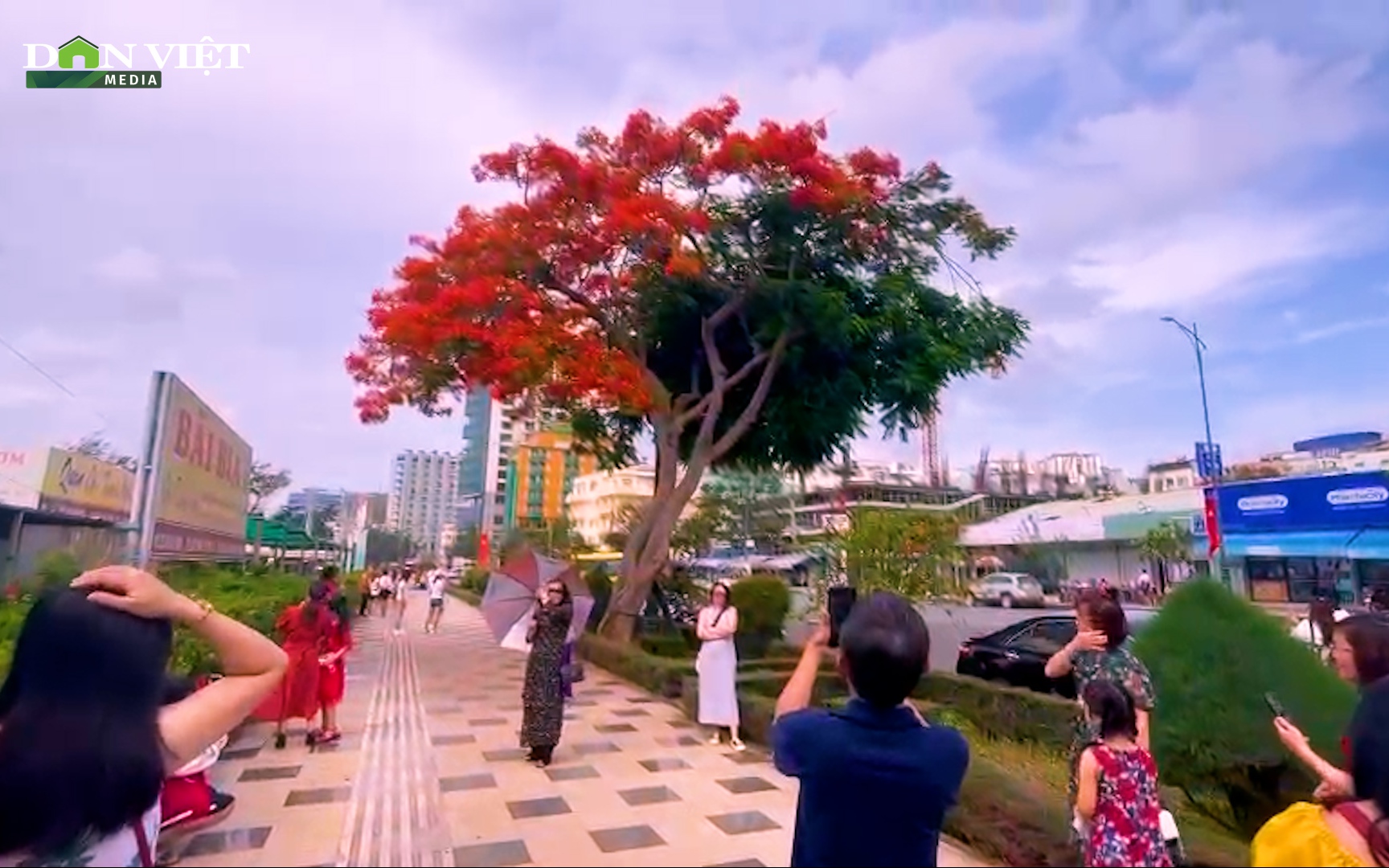 Du khách thích thú check-in với cây phượng độc lạ có 2 màu ở biển Vũng Tàu