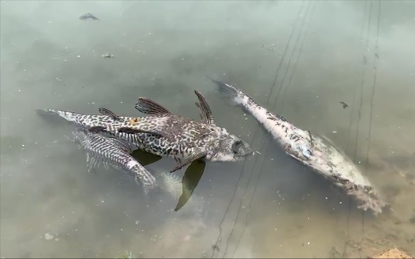 Quảng Ngãi: Cá trên sông Bàu Giang chết hàng loạt, bốc mùi hôi thối vì ô nhiễm nguồn nước
