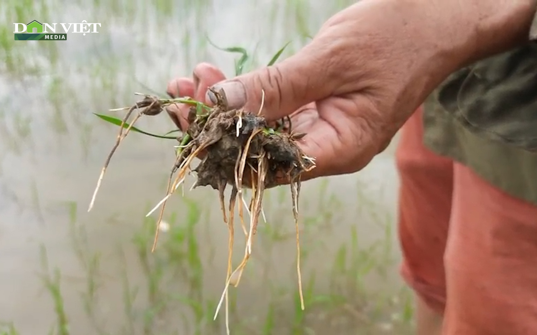 Video: Nông dân Quảng Trị kêu trời vì lúa chết sau khi phun thuốc trừ cỏ
