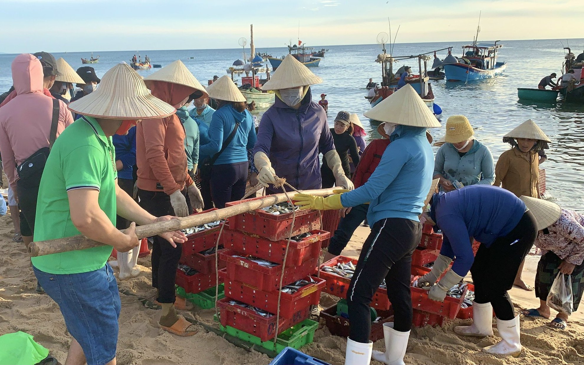 Ngư dân Quảng Bình trúng đậm mùa cá nục, thuyền nào cập bến khoang cũng đầy ắp cá