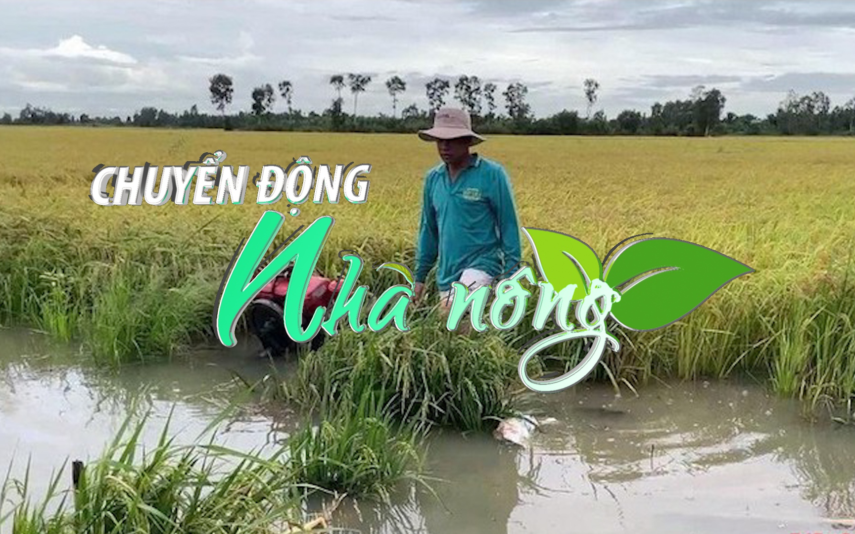 Chuyển động Nhà nông 25/7: Nước dâng nhanh khiến gần 350 ha lúa sắp thu hoạch ở Long An bị ngập úng
