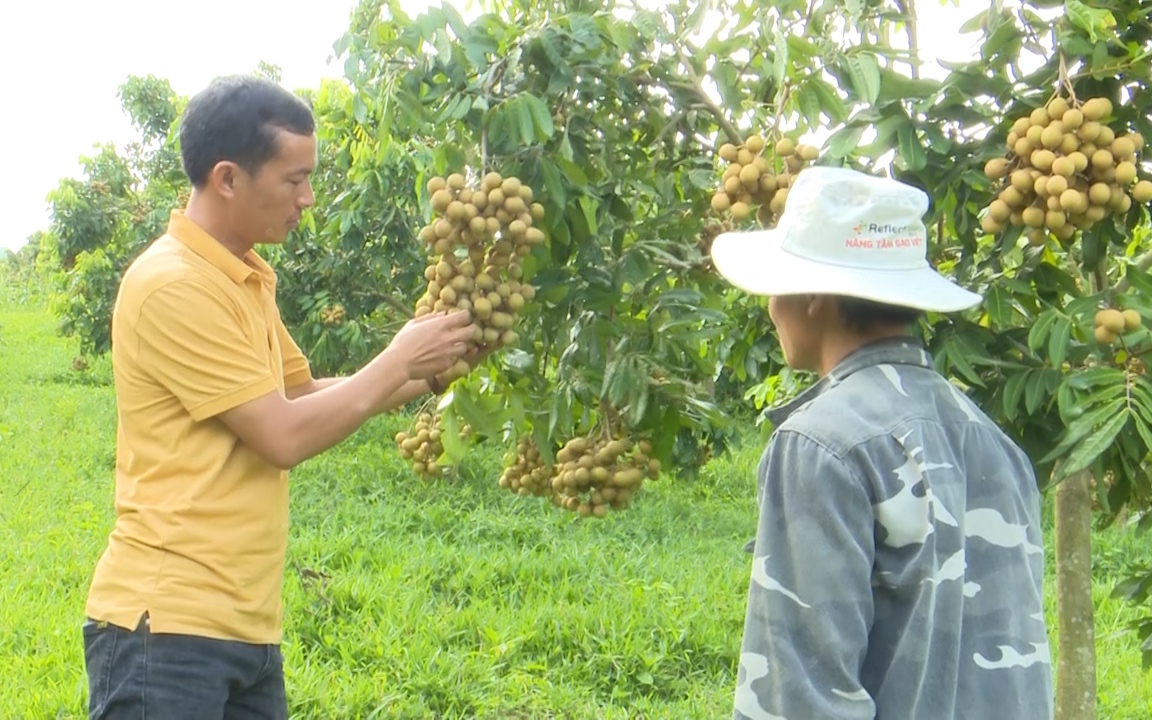 Sơn La: Nông dân huyện biên giới trồng nhãn thu tiền tỷ mỗi năm 