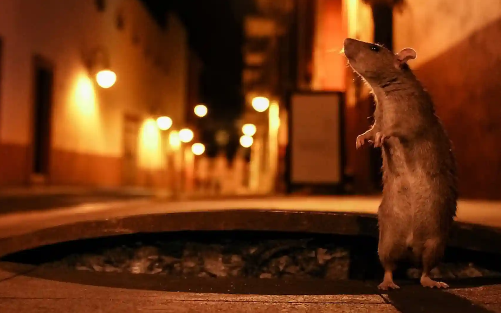 Chú chuột chui ra từ cống lọt top ảnh đẹp động vật hoang dã ở đô thị