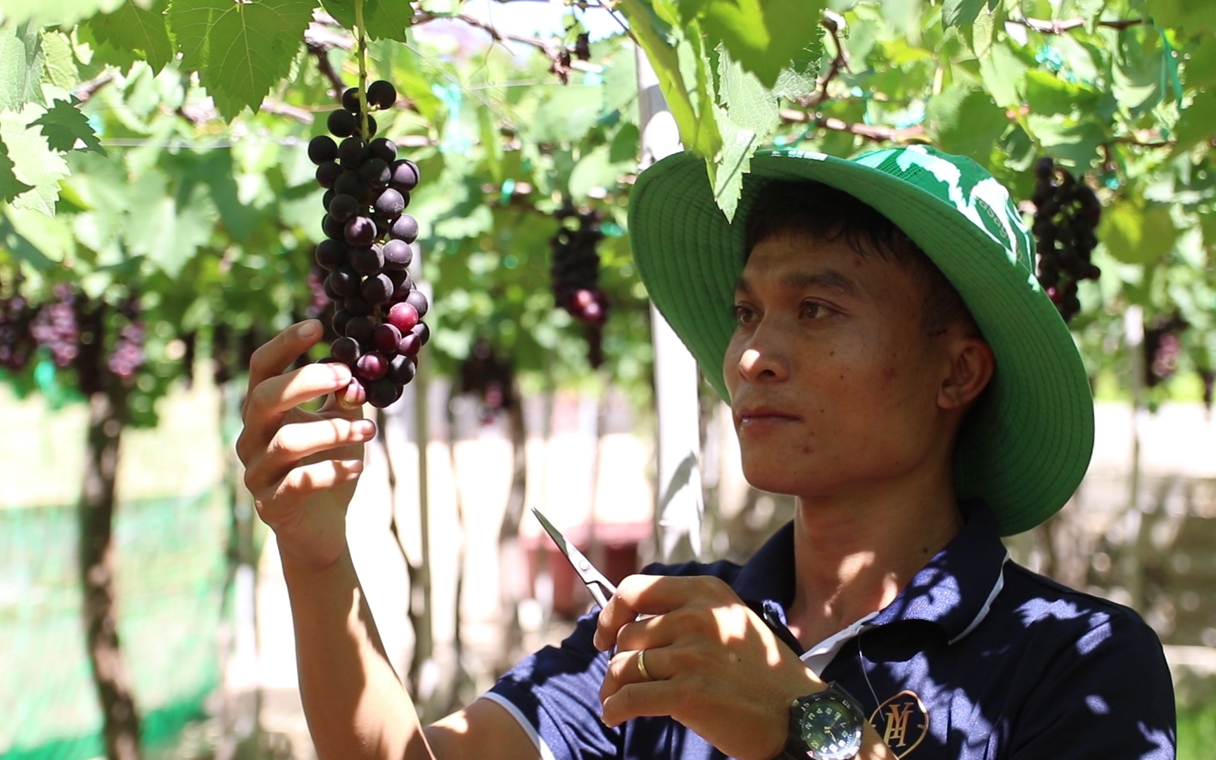 Nông dân 9X Ninh Thuận thu trăm triệu mỗi tháng nhờ giống nho đen không hạt, vị ngon ngọt khó cưỡng