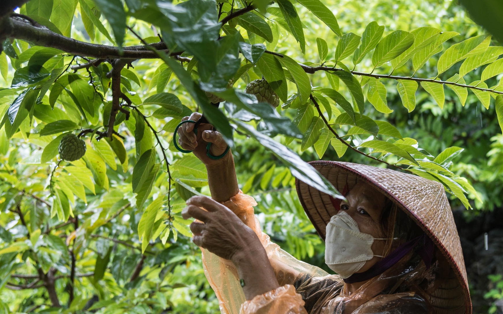 Trồng cây đặc sản trên vách núi cheo leo, nông dân Lạng Sơn “bắt được vàng