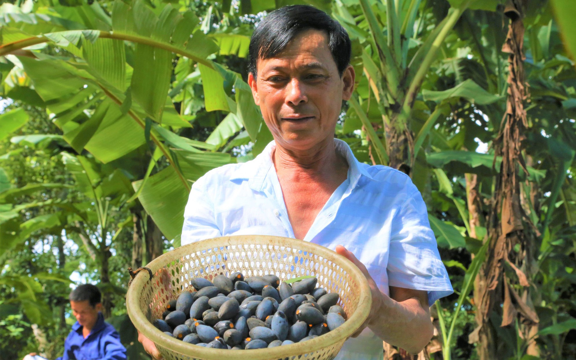 Hà Tĩnh: Loại cây cổ thụ có quả đen sì, to bằng ngón chân cái, giá 100.000 đồng/kg vẫn “cháy” hàng