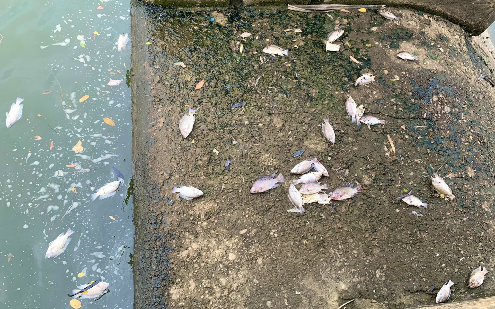 Video: Cá chết trắng hồ bất thường dưới chân mỏ đá Quảng Trạch, Quảng Bình