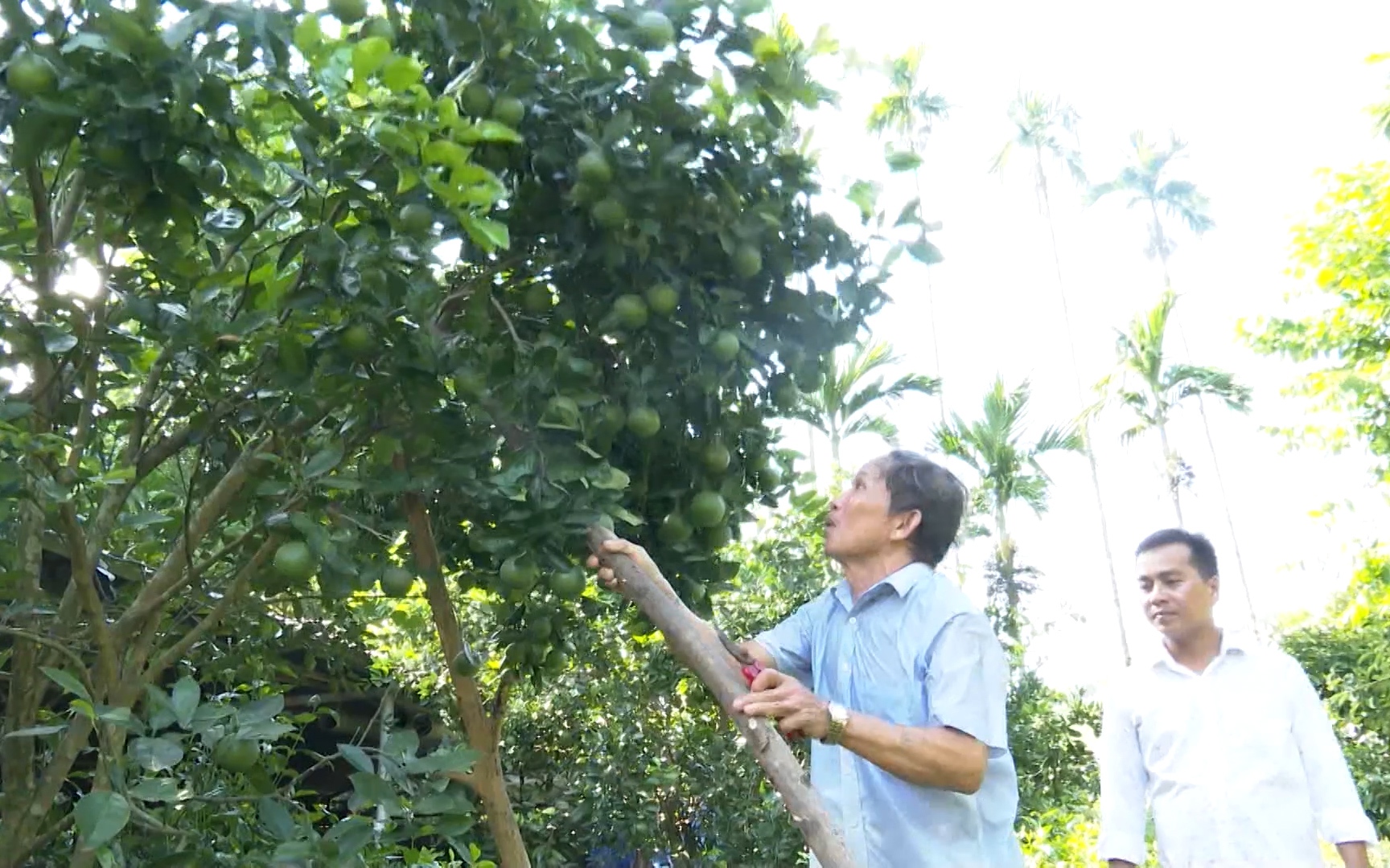Quảng Nam: Thăm vườn cây “bạc triệu” trĩu quả của lão nông xứ Tiên