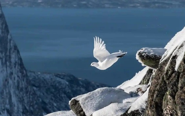 Bức ảnh gà gô bay trên núi tuyết giúp tác giả giành danh hiệu 