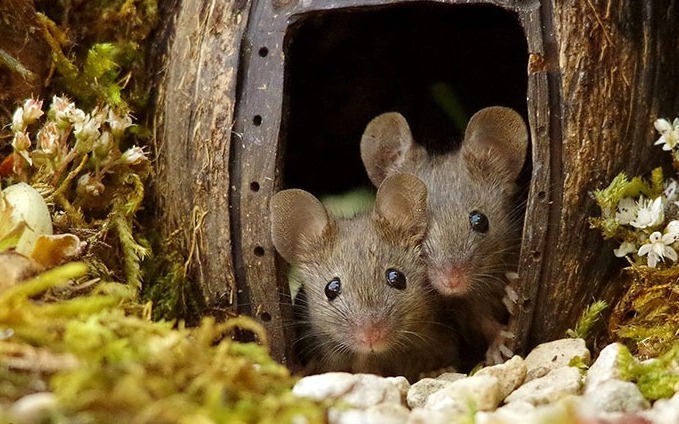 Kỳ lạ ngôi làng của chuột trong khu vườn nhỏ xinh đẹp 