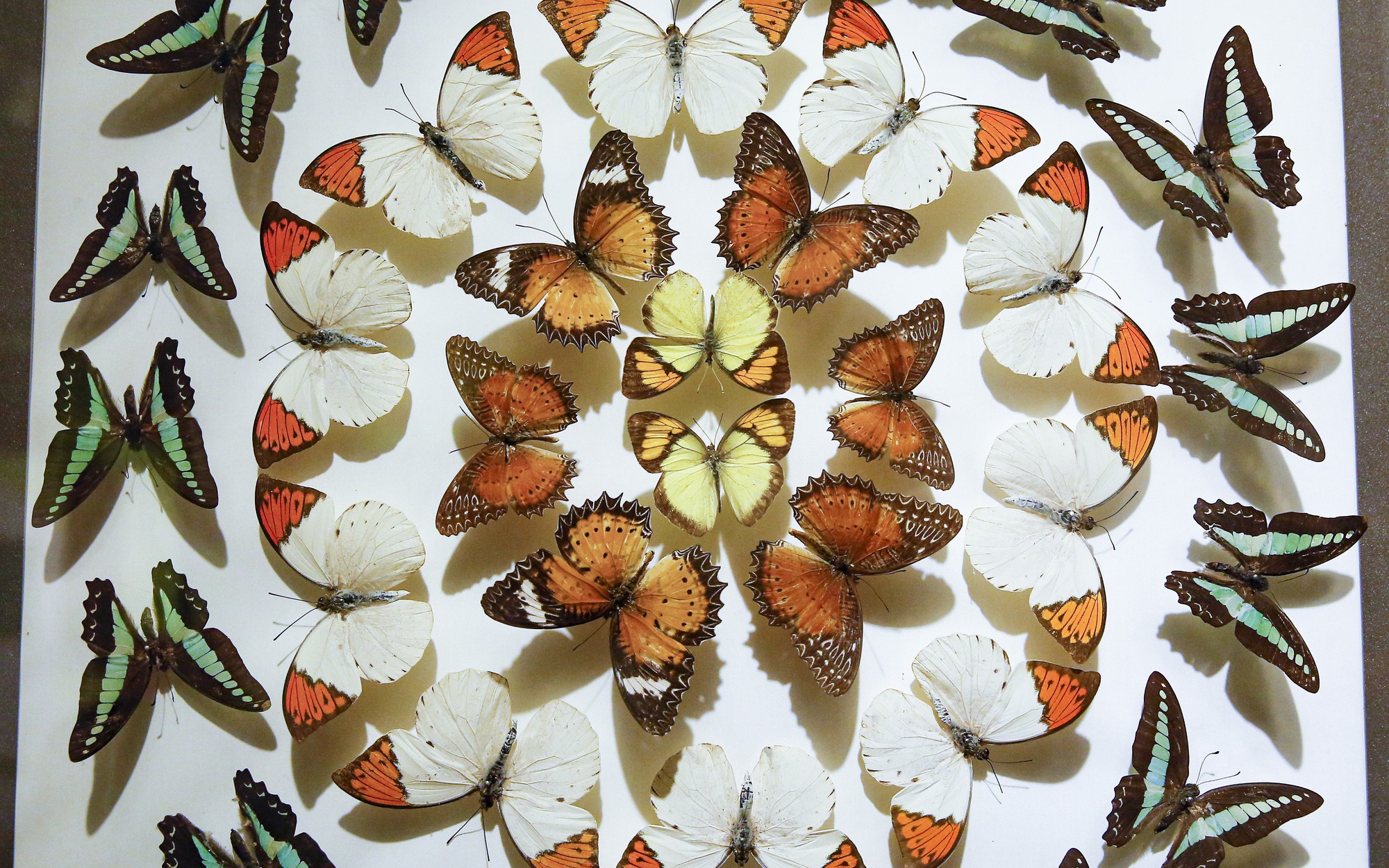Ngắm bộ sưu tập bướm quý hiếm đẹp nhất Việt Nam